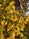 Mikania sericea (22)