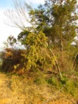 Mikania sericea (18)