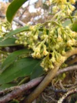 Mikania sericea (16)