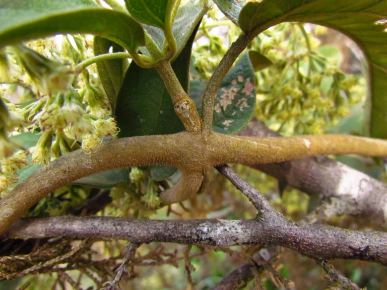 Mikania sericea (17)