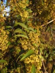 Mikania sericea (13)