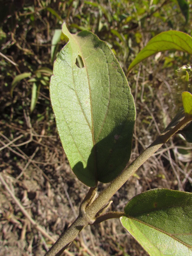 Mikania sericea (10)