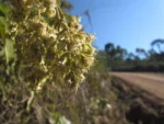 Mikania sericea (5)
