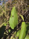 Mikania sericea (6)