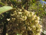 Mikania sericea (4)