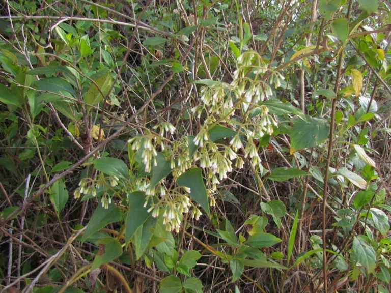 Mikania orleansensis (19)