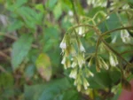 Mikania orleansensis (18)