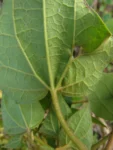 Mikania orleansensis (17)