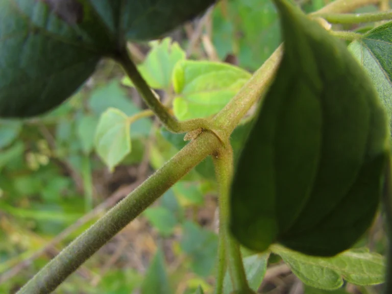 Mikania orleansensis (14)