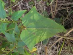 Mikania orleansensis (15)