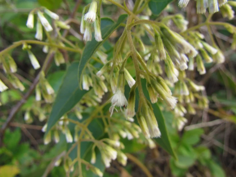 Mikania orleansensis (12)