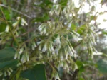 Mikania orleansensis (10)