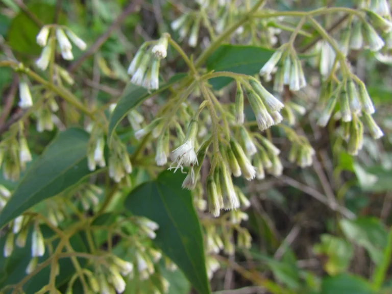 Mikania orleansensis (9)