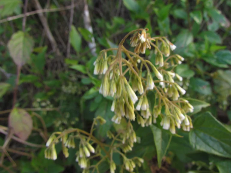 Mikania orleansensis (5)