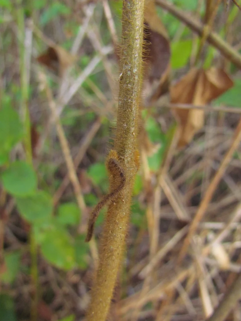 Mikania orleansensis (1)