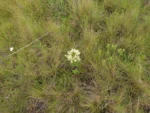 Mikania oblongifolia (8)