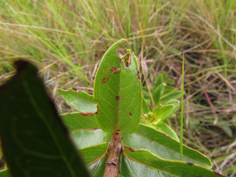 Mikania oblongifolia (4)