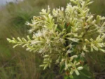 Mikania oblongifolia (2)