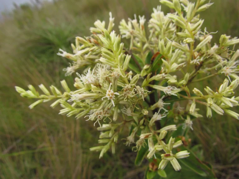 Mikania oblongifolia (2)