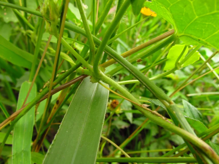 Mikania micrantha (18)