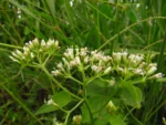 Mikania micrantha (12)