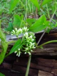 Mikania micrantha (8)