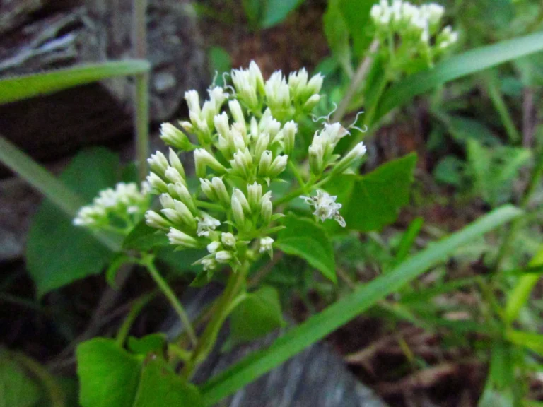 Mikania micrantha (6)