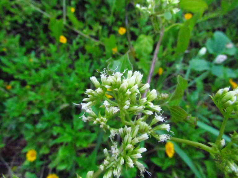 Mikania micrantha (3)
