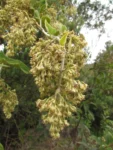 Mikania lanuginosa (10)