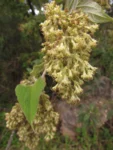 Mikania lanuginosa (7)