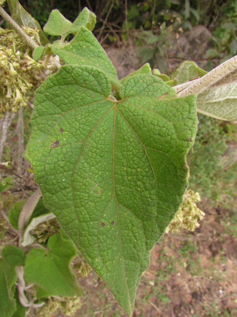 Mikania lanuginosa (8)