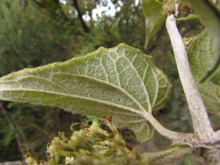 Mikania lanuginosa (4)