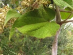 Mikania lanuginosa (2)