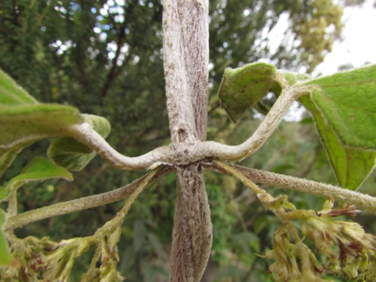 Mikania lanuginosa (1)