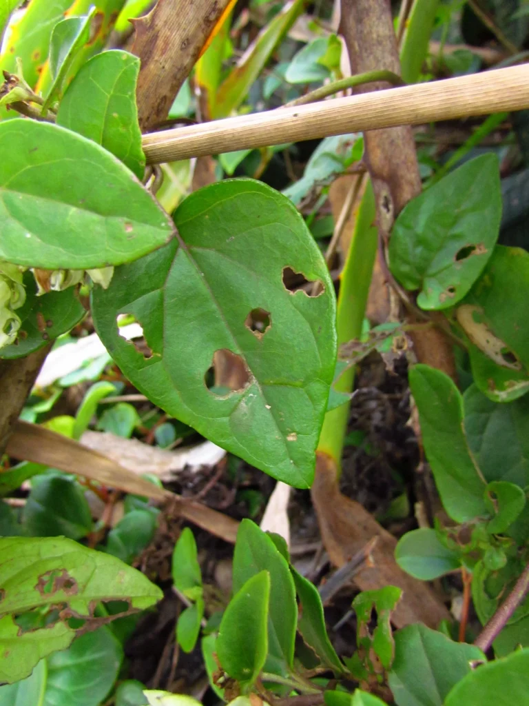 Mikania involucrata (27)