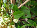 Mikania involucrata (25)