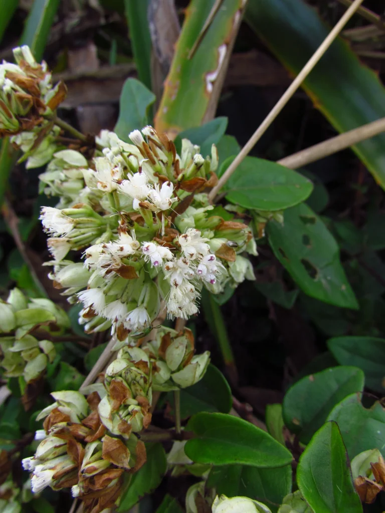 Mikania involucrata (22)