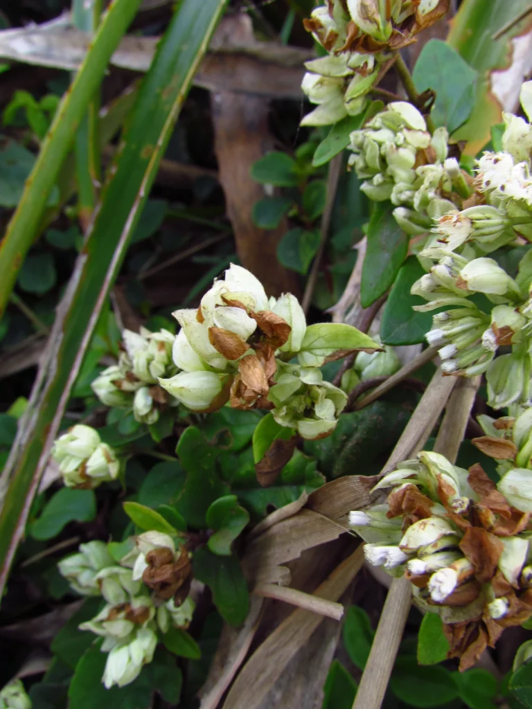 Mikania involucrata (23)