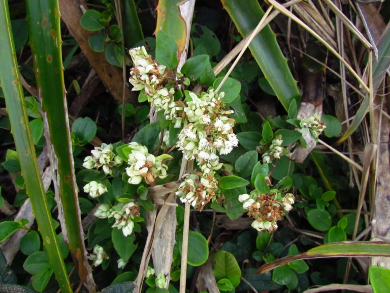 Mikania involucrata (18)