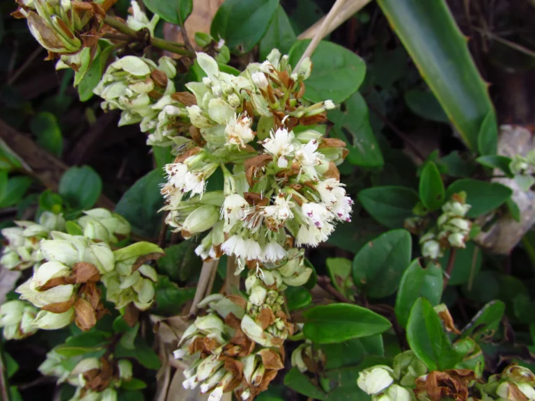 Mikania involucrata (19)