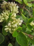 Mikania involucrata (16)