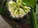 Mikania involucrata (11)