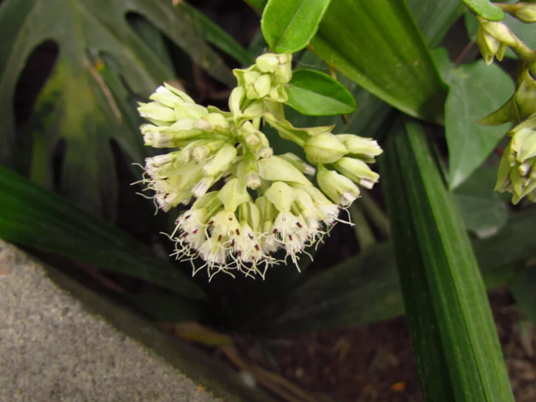 Mikania involucrata (10)