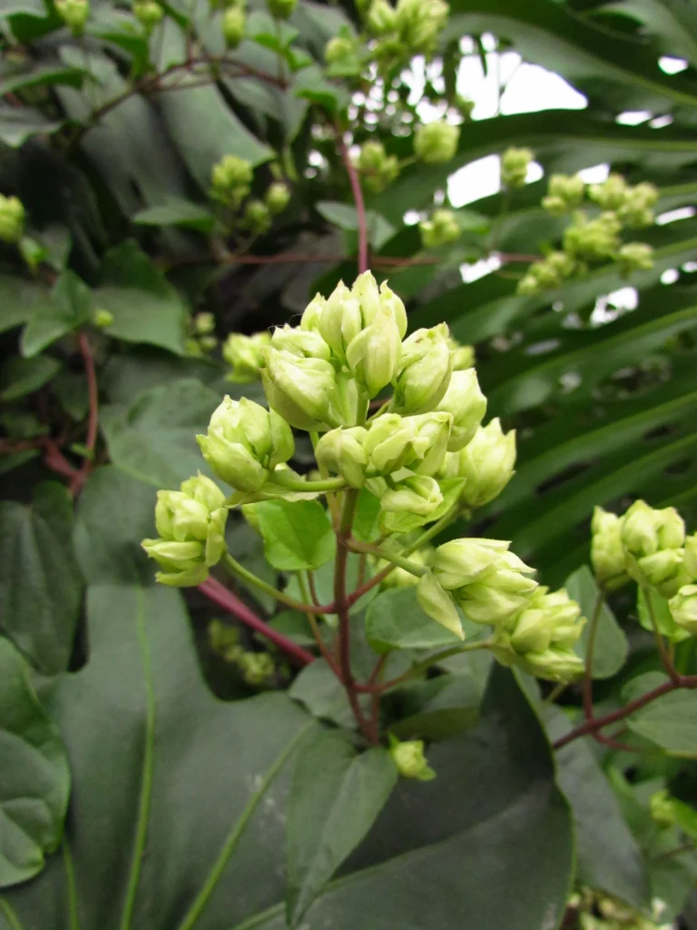 Mikania involucrata (8)