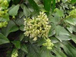 Mikania involucrata (4)