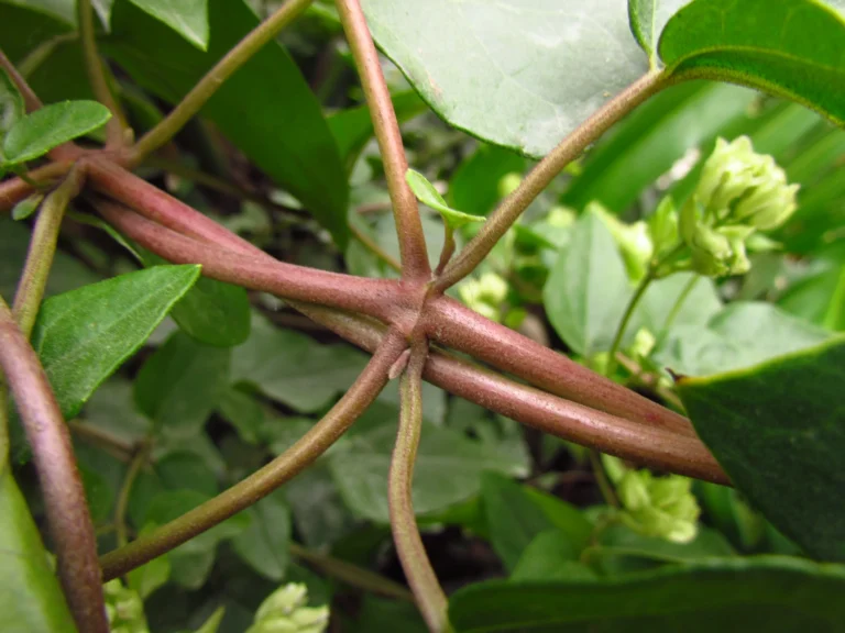 Mikania involucrata (6)