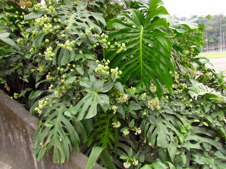 Mikania involucrata (2)
