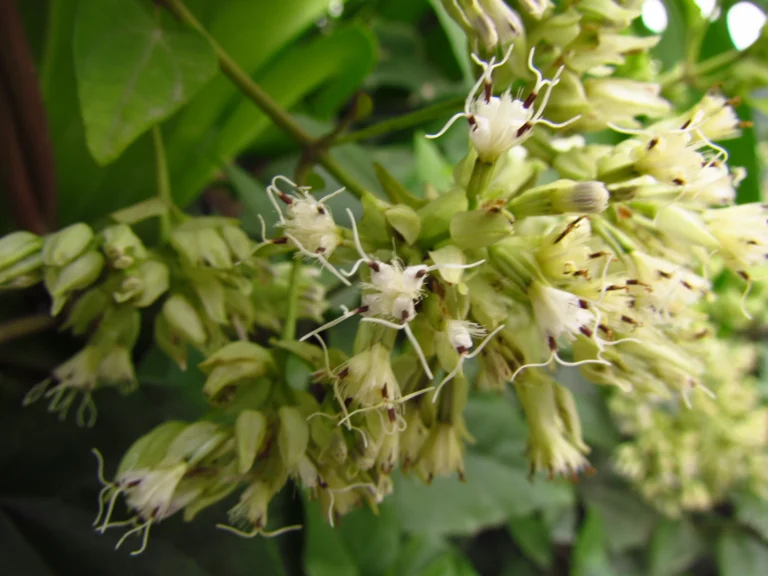 Mikania involucrata (1)