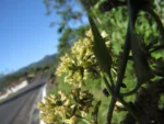 Mikania glomerata (30)