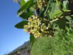 Mikania glomerata (31)